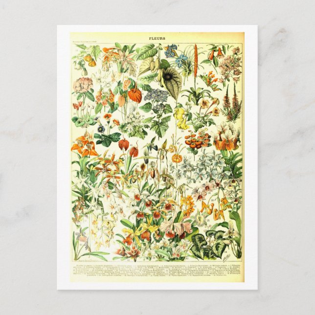 Carte postale Fleurs vintages (Devant)