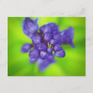 Carte Postale fleurs violettes