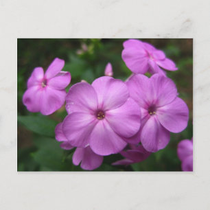 Carte Postale Fleurs violettes