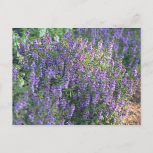 Carte Postale Fleurs violettes au soleil