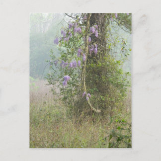 Carte Postale Fleurs violettes dans la forêt