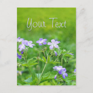 Carte Postale Fleurs violettes dans le champ