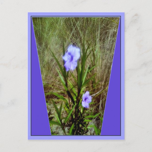 Carte Postale Fleurs violettes de pétunia mexicaines (Devant)