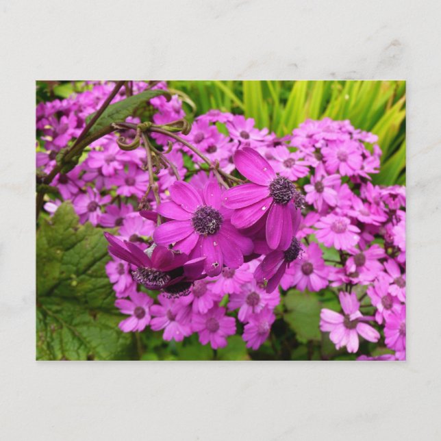 Carte Postale Fleurs violettes de San Francisco (Devant)