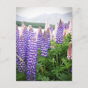 Carte Postale Fleurs violettes et roses : Lupins @ New Zealand P