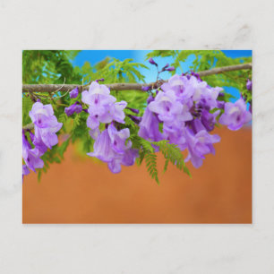 Carte Postale Fleurs violettes Jacaranda