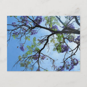 Carte Postale Fleurs Violettes Sur Les Branches D'Arbre