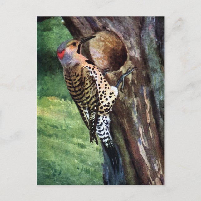 Carte Postale Flickr à feutre jaune et la cavité des arbres (Devant)