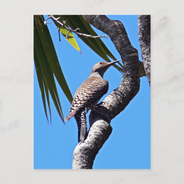 Carte Postale Flickr du Nord (Devant)