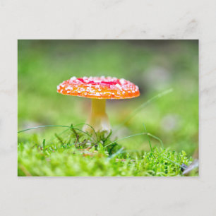 Carte Postale Fliegenpilz