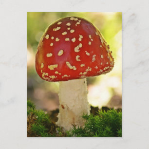 Carte Postale Fliegenpilz
