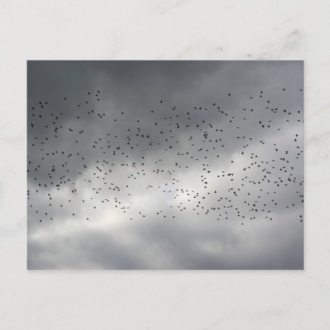 Carte postale Flock (Devant)