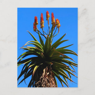 Carte Postale Floraison d'aloès