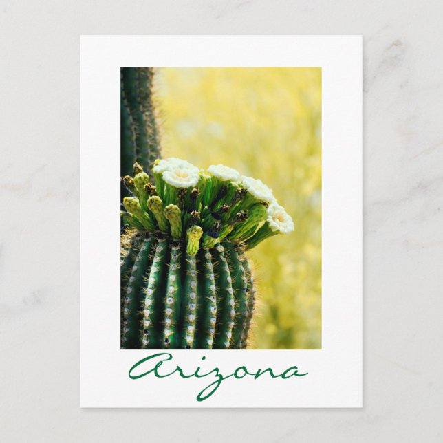 Carte Postale floraison d'un Saguaro (Devant)