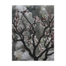 Floraisons 