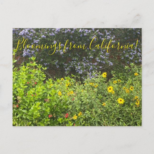 Carte Postale Floraisons de Californie (Devant)