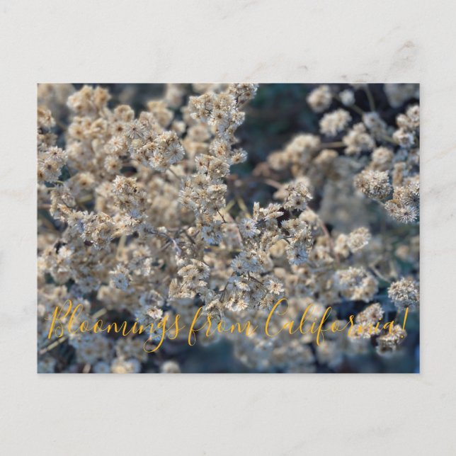 Carte Postale Floraisons de Californie : Californie Everlasting  (Devant)