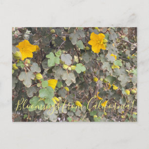 Carte Postale Floraisons de Californie : Cerisier à feuilles de 