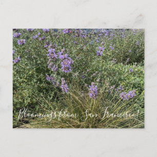 Carte Postale Floraisons de Californie : Cleveland Sage