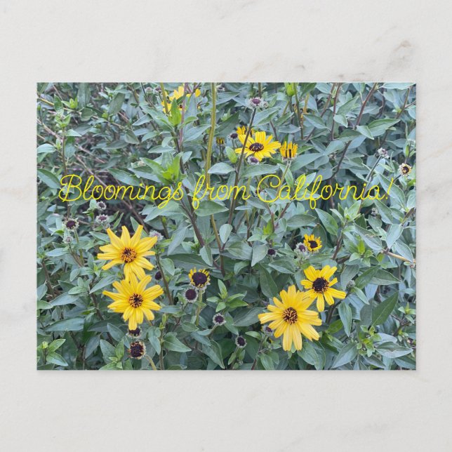 Carte Postale Floraisons de Californie : Encelia californica (Devant)