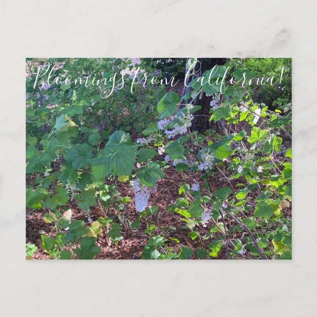 Carte Postale Floraisons de Californie : Groseillier à fleurs bl (Devant)
