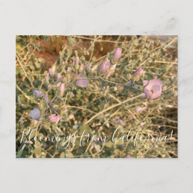 Carte Postale Floraisons de Californie :  Mauve de Chaparral (Devant)
