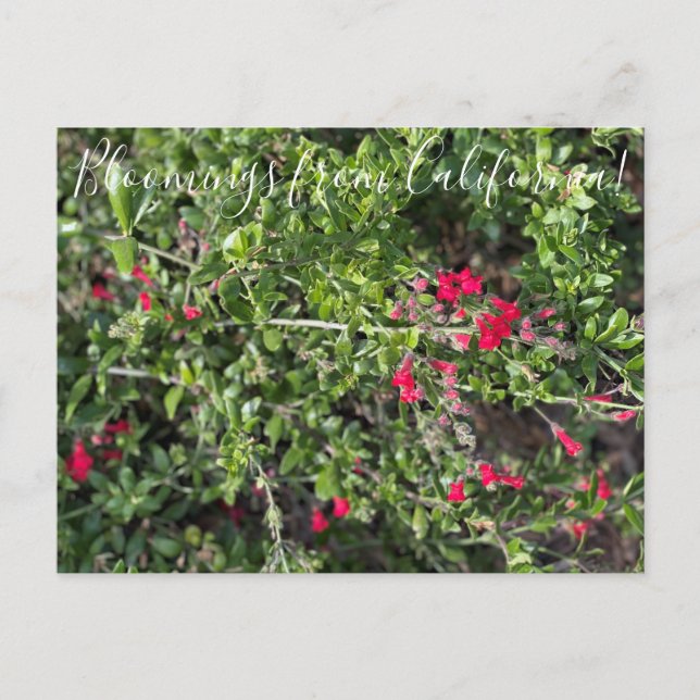 Carte Postale Floraisons de Californie : Muflier des îles Postc (Devant)