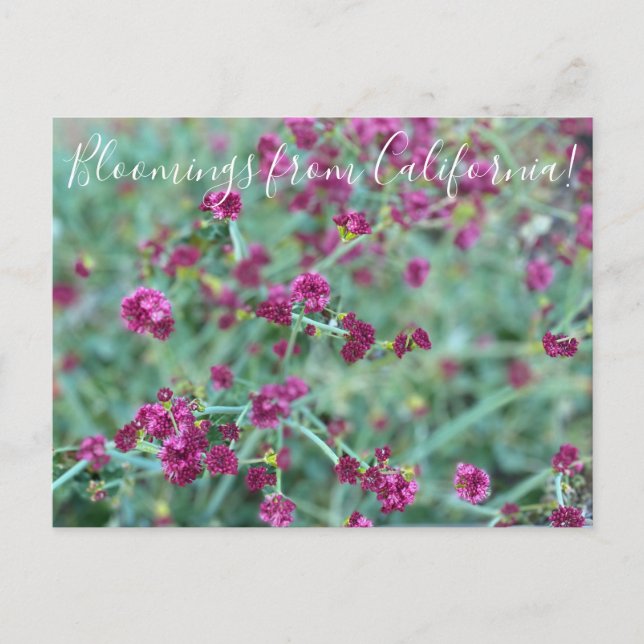 Carte Postale Floraisons de Californie : Pos de sarrasin rouge d (Devant)