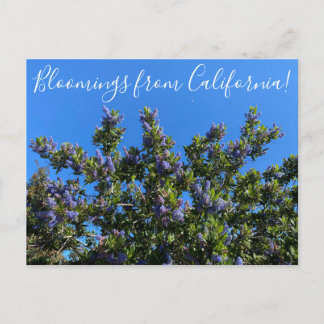 Carte Postale Floraisons de Californie : Ray Hartman Ceanothus P