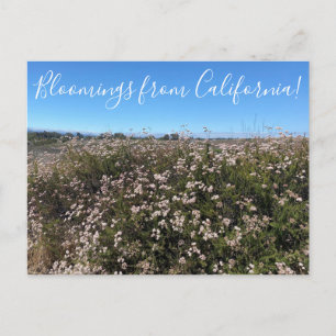 Carte Postale Floraisons de Californie : sarrasin de Californie