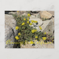 Floraisons de Californie : sarrasin soufre Post