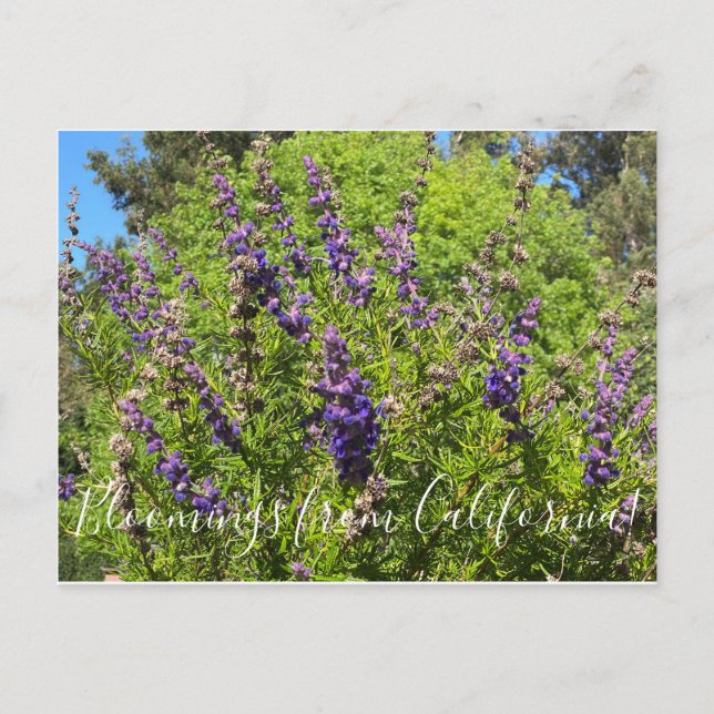 Carte Postale Floraisons de Californie : Trichostème laineux Pos (Devant)