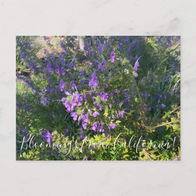 Carte Postale Floraisons de Californie : Trichostème laineux Pos (Devant)