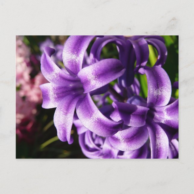 Carte Postale Floral Blue Hyacinth (Devant)