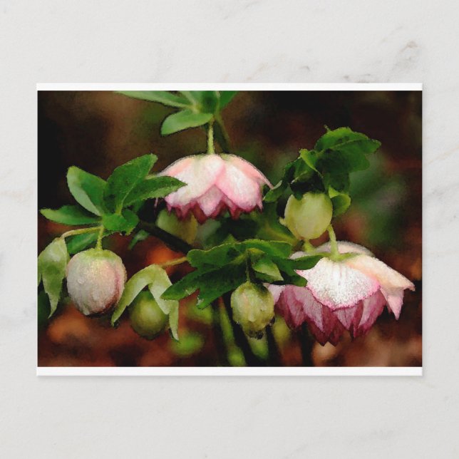 Carte Postale Floral - Hellebores roses (Devant)