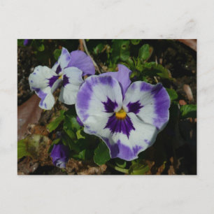 Carte Postale Floral Purple and White Pansies