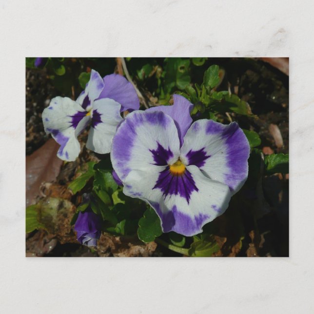 Carte Postale Floral Purple and White Pansies (Devant)