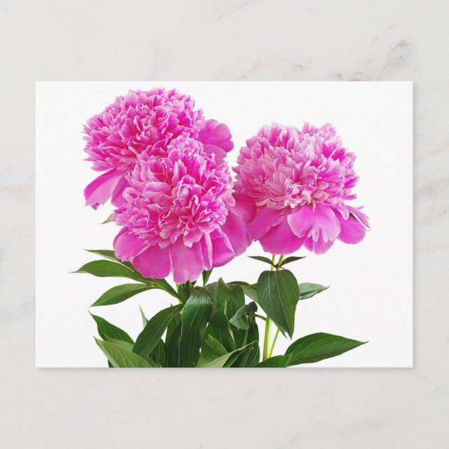 Carte Postale Floral rose Peony Flower - Merci, Bonjour (Devant)