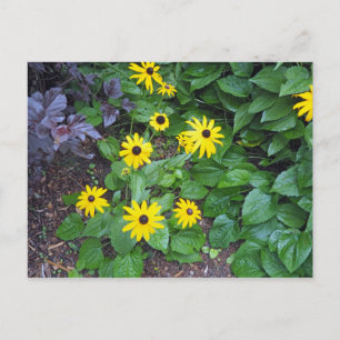 Carte Postale Floral Yellow Black Eyed Susan Photo