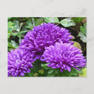Carte postale florale