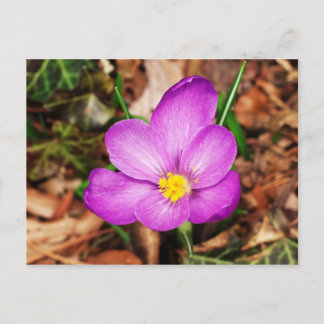 Carte postale florale