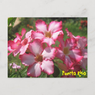Carte postale florale 2