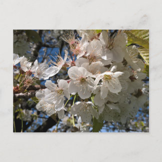 Carte postale florale aux fleurs blanches