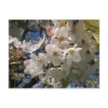 Carte postale florale aux fleurs blanches