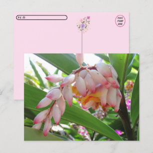 Carte postale florale de la coque de la postfranch