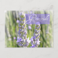 Carte postale florale de lavande de gratitude