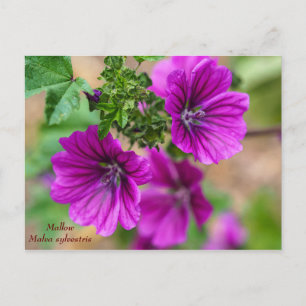 Carte postale Florale de mauve
