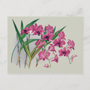 Carte postale florale Dendrobium Orchidées