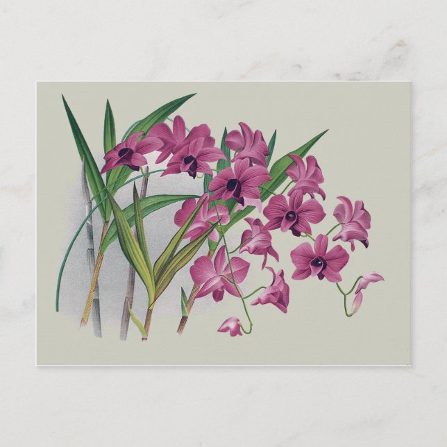 Carte postale florale Dendrobium Orchidées (Devant)