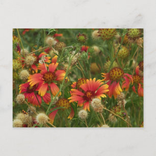 Carte postale florale d'été